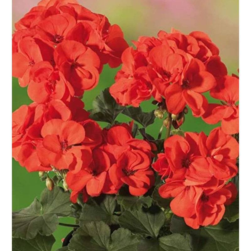 Pelargonium Grandeur Classic Orange (Upright Habit) – 10.5cm Pot