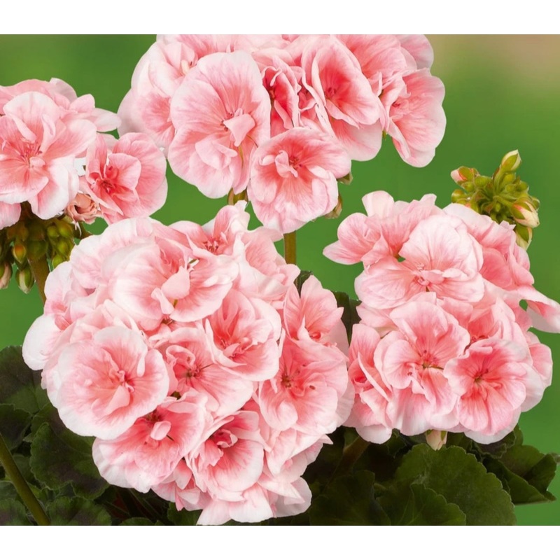 Pelargonium Grandeur Classic Salmon Picotee (Upright Habit) – 10.5cm Pot