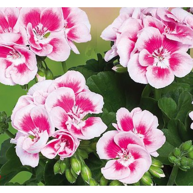 Pelargonium Grandeur Classic White Splash (Upright Habit) – 10.5cm Pot