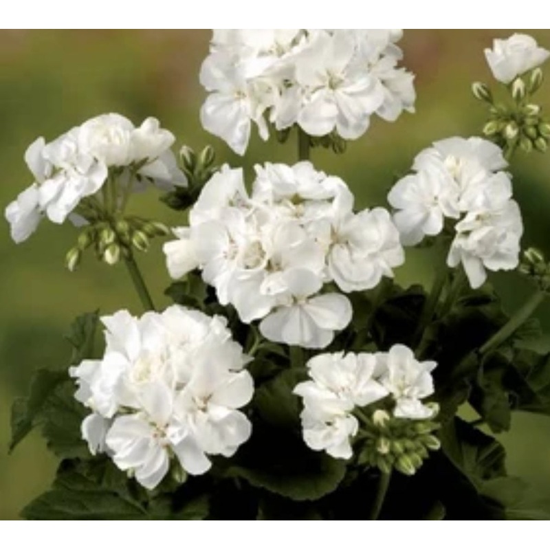 Pelargonium Grandeur Classic White (Upright Habit) – 10.5cm Pot