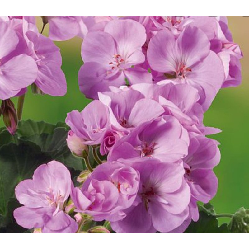 Pelargonium Grandeur Dark Lavender (Upright Habit) – 10.5cm Pot