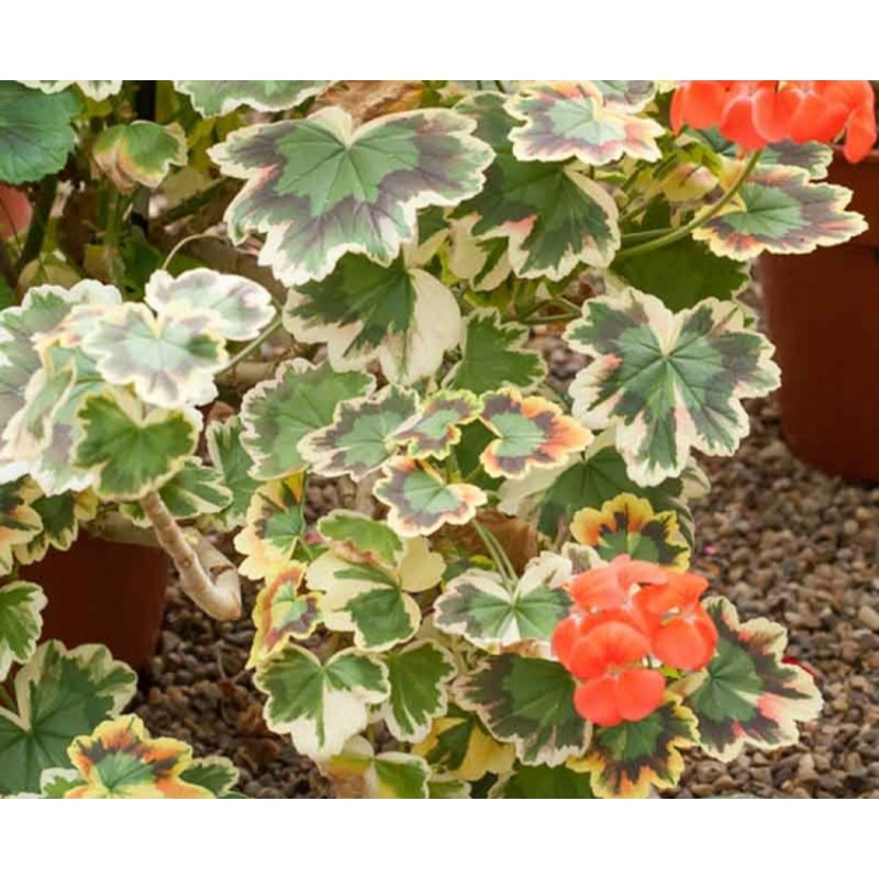 Pelargonium Grandeur Deco Mrs Pollock (Clump Forming Habit) – 10.5cm Pot