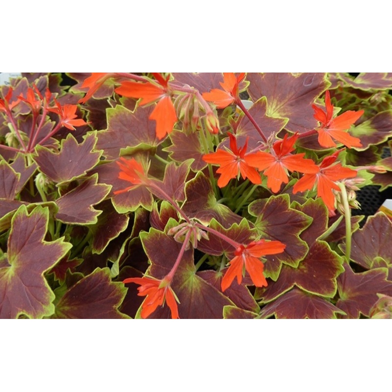 Pelargonium Grandeur Deco Vancouver (Clump Forming Habit) – 10.5cm Pot