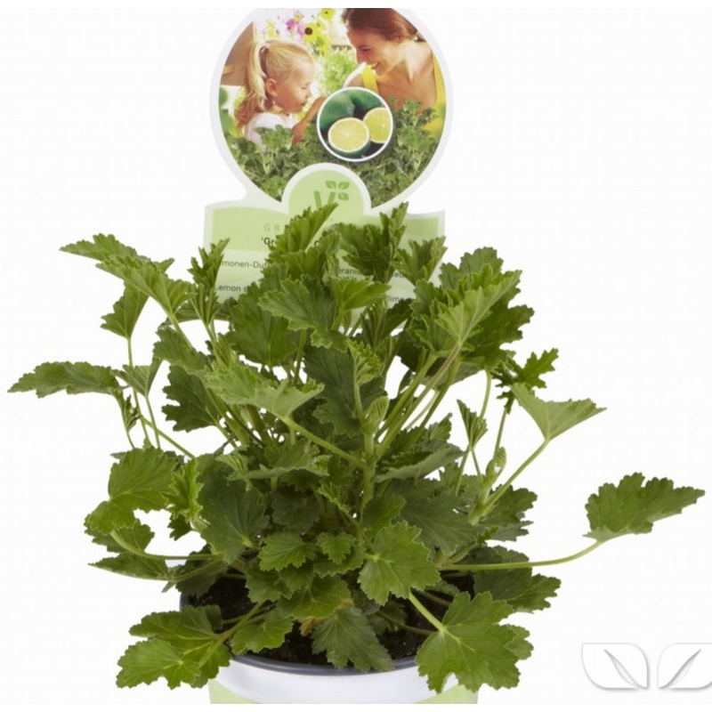 Pelargonium Grandeur Odorata Lemon (Upright Habit) – 10.5cm Pot