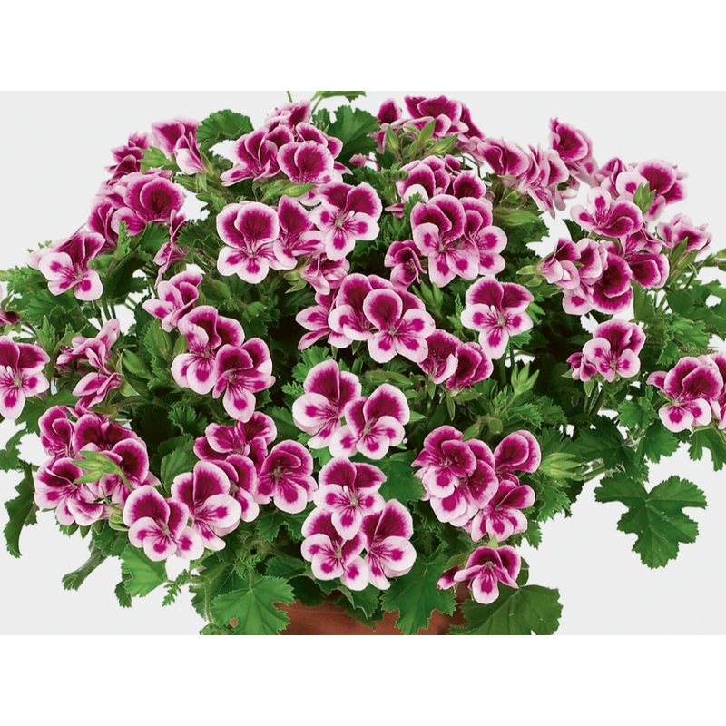 Pelargonium PAC Angeleyes Randy (Semi-Trailing Habit) – 10.5cm Pot