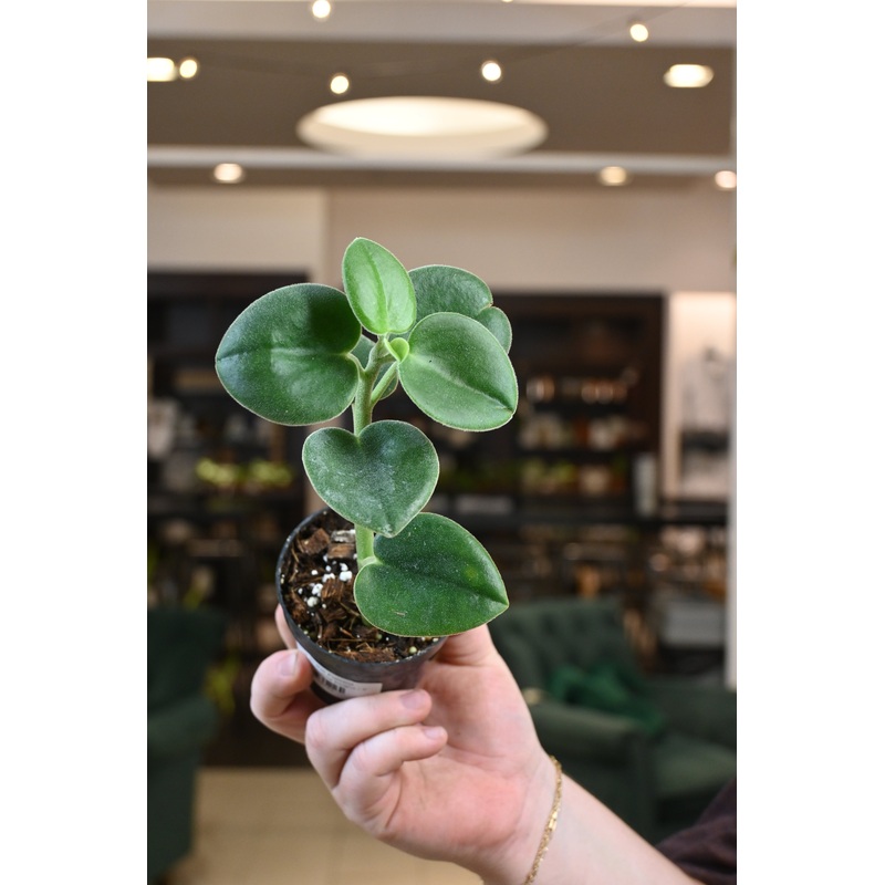 Peperomia Incana|3″