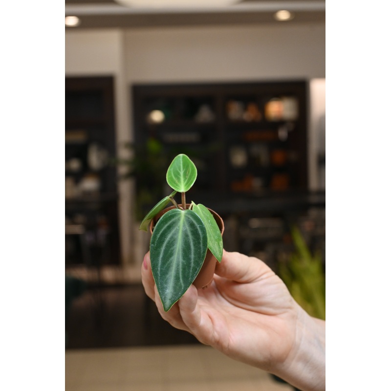 Peperomia Maculosa|2″