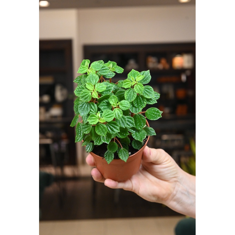 Peperomia Meridana|4″