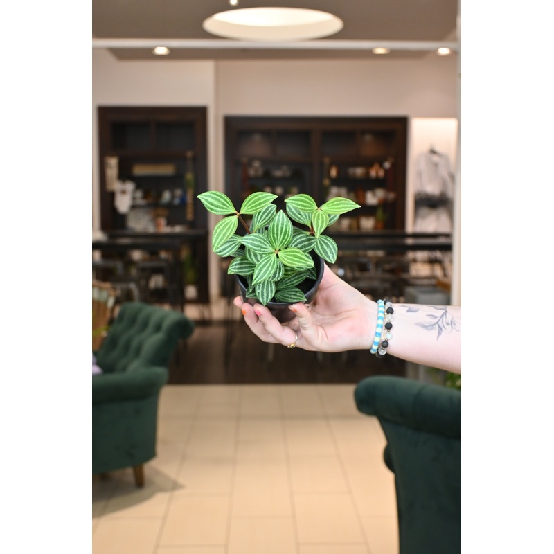 Peperomia tetragona Parallel|4″