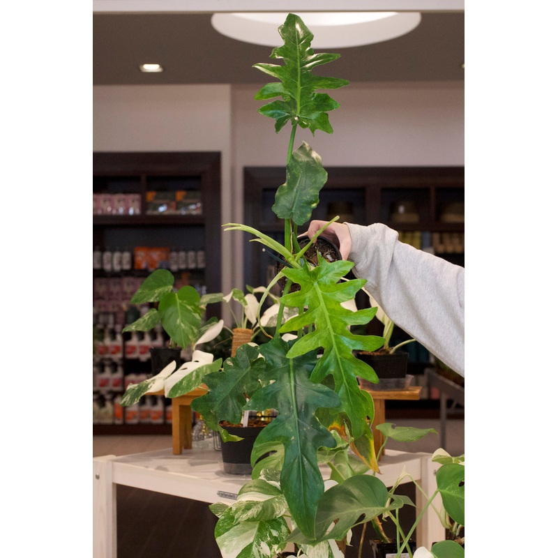 Philodendron Bob Cee Aurea Variegated
