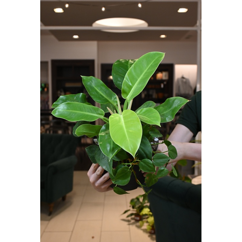 Philodendron Combo Planter|8″