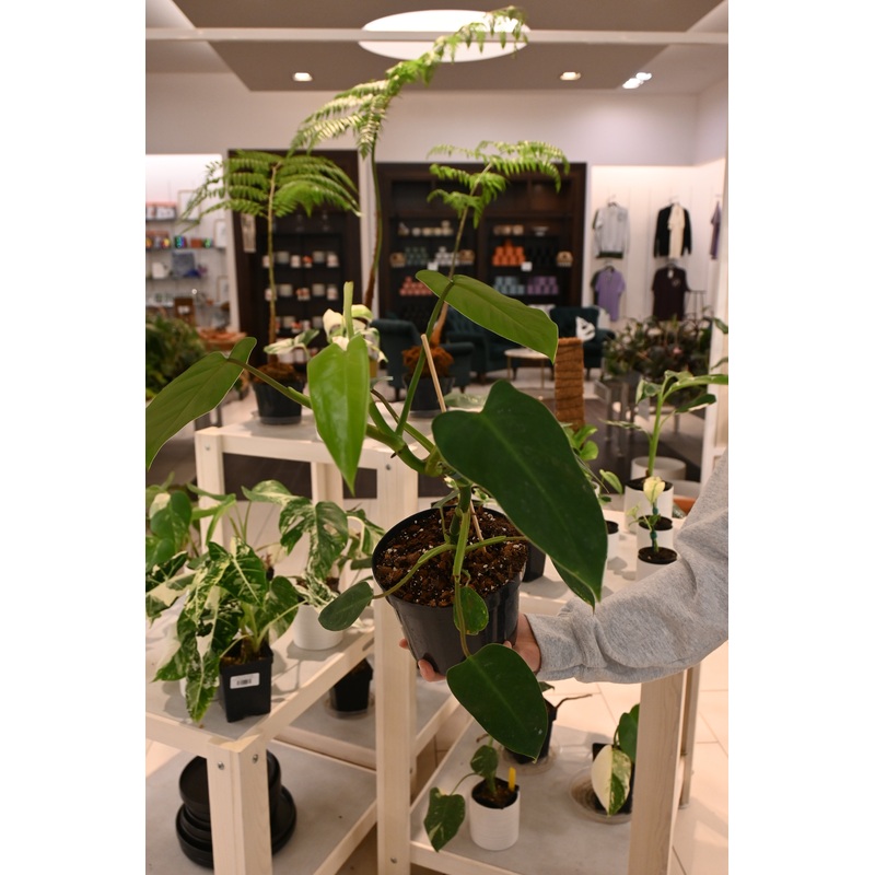 Philodendron Domesticum (reverted)