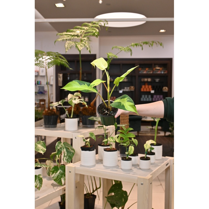 Philodendron Thai Sunrise|4″