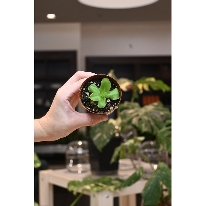 Pinguicula Butterwort|2″