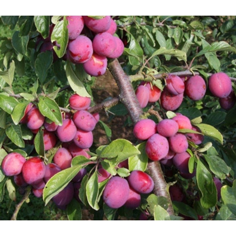 Plum Victoria Tree – 12 Litre Pot