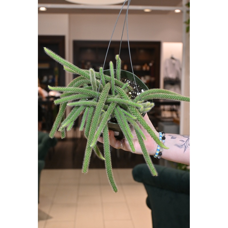 Rattail Cactus|6″