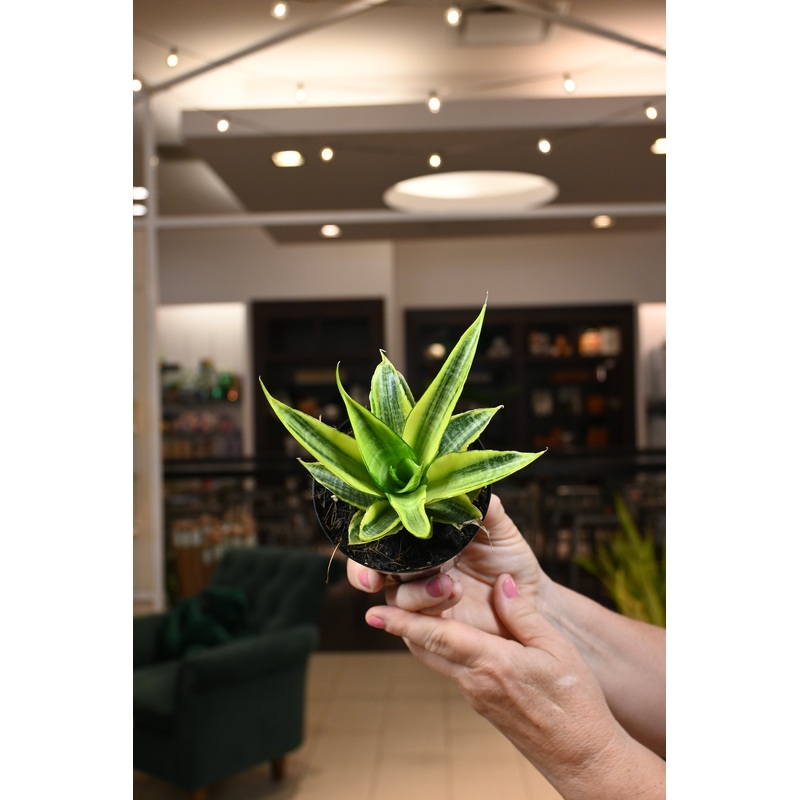 Sansevieria Cordova Variegated