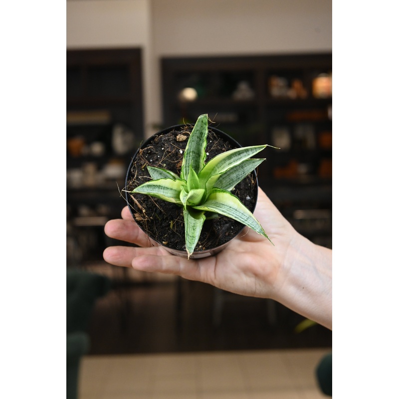 Sansevieria ‘Gabriella’ Variegated