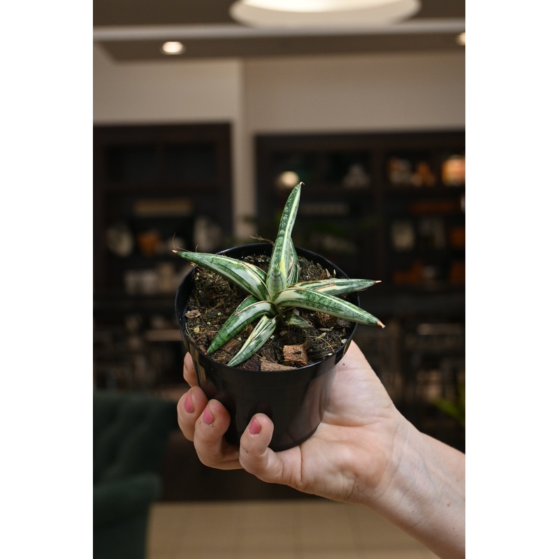 Sansevieria ‘Lavranos’ Variegated