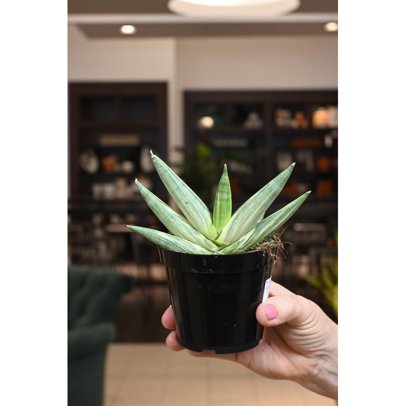 Sansevieria ‘Starfish’ Variegated