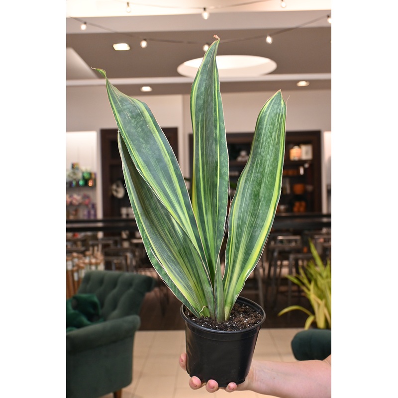 Sansevieria Whalefin Variegated
