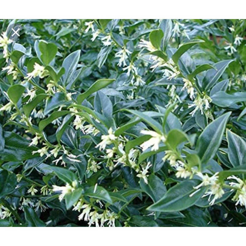 Sarcococca Confusa (Sweet Box) 17cm Pot