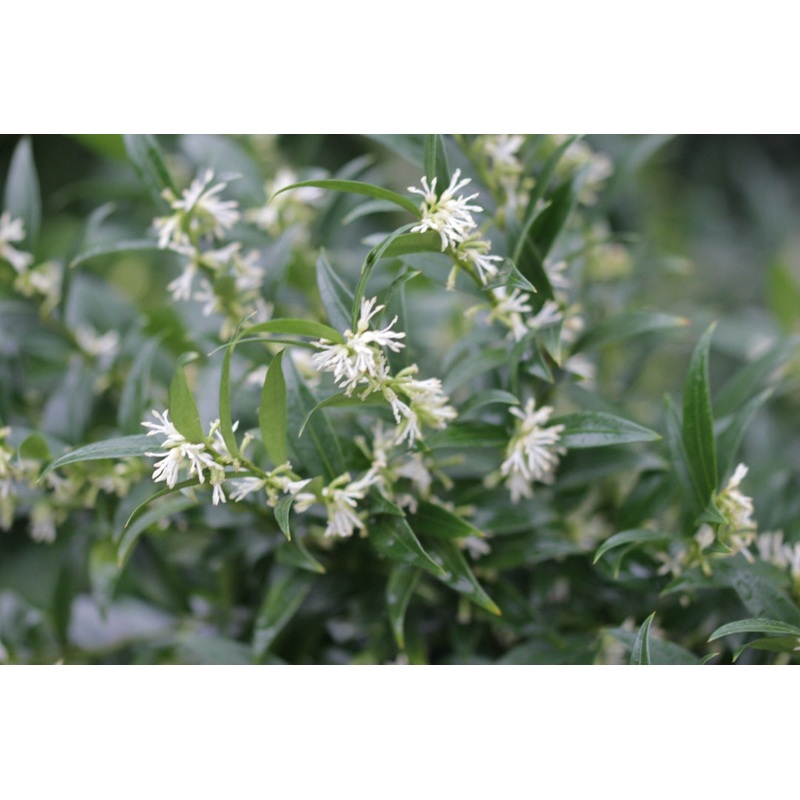 Sarcococca Dragon Gate (Sweet Box) 17cm Pot