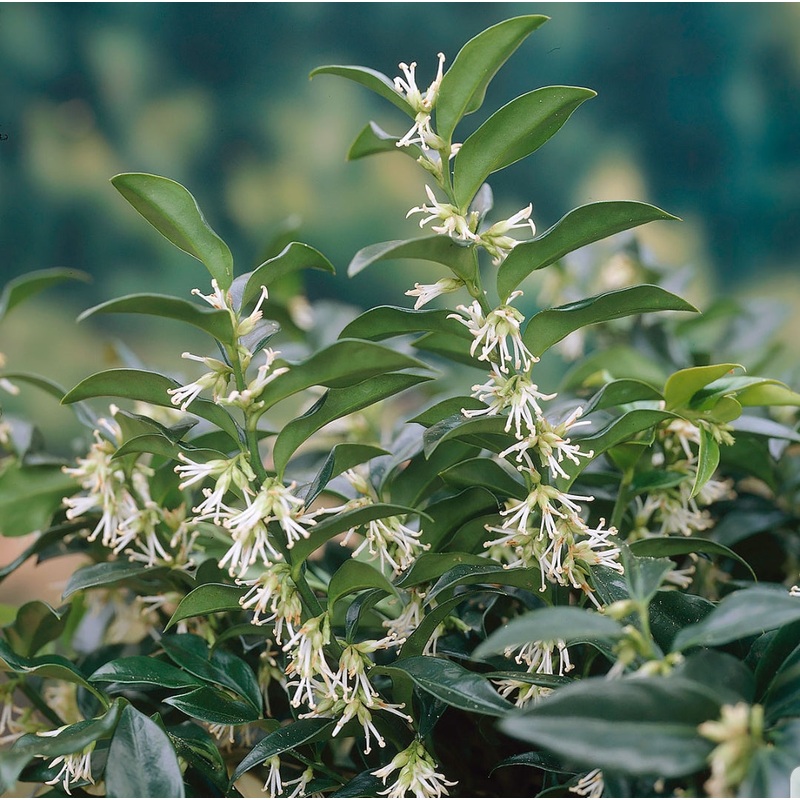 Sarcococca Humilis (Christmas Box) 17cm Pot.
