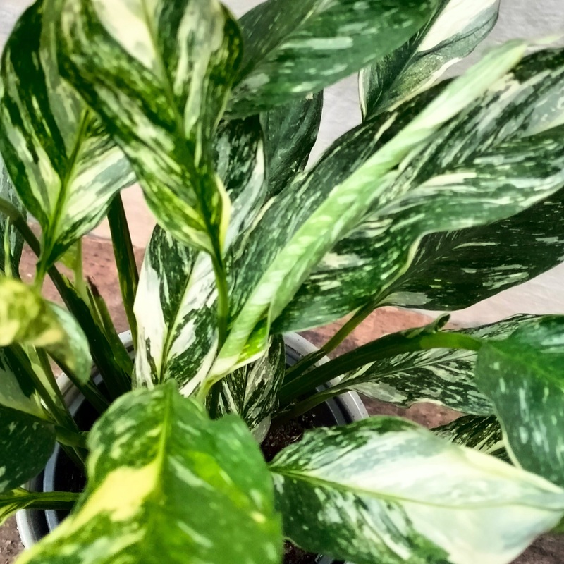Spathiphyllum ‘Diamond’  (Variegated Peace Lily)