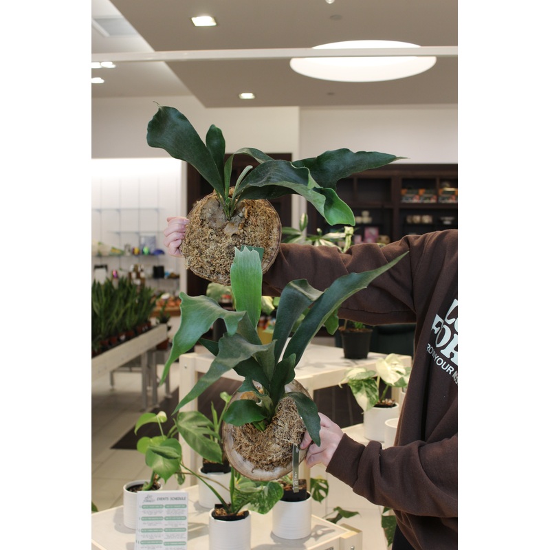 Staghorn ‘Netherlands’ Fern Mounted