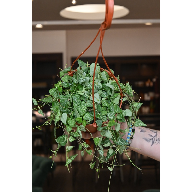 String of Spades|6″ HB