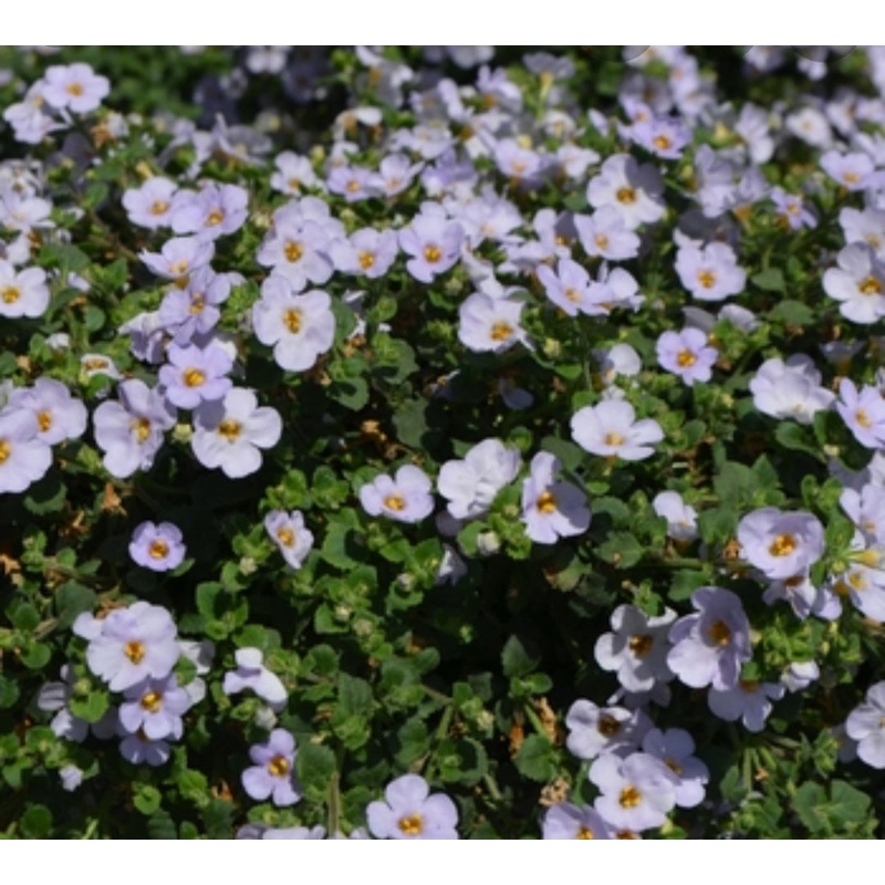 Sutera (Bacopa) Baristo Giga Lavender – 10.5cm Pot