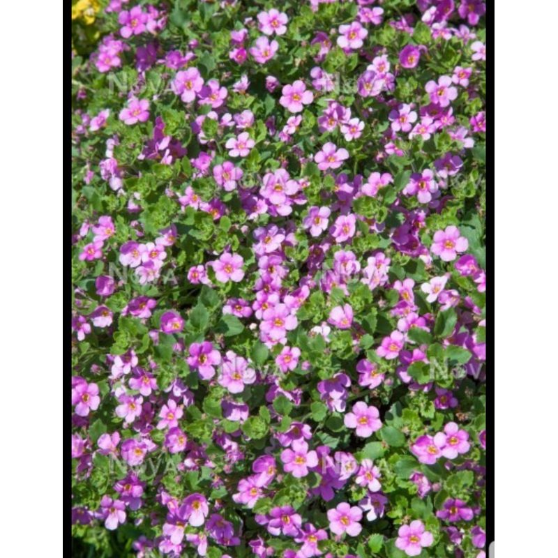 Sutera (Bacopa) Baristo Giga Rose – 10.5cm Pot