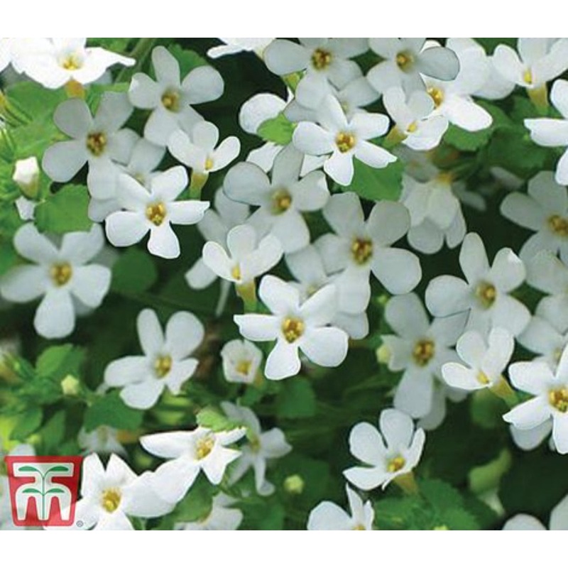 Sutera (Bacopa) Baristo Snowflake – 10.5cm Pot