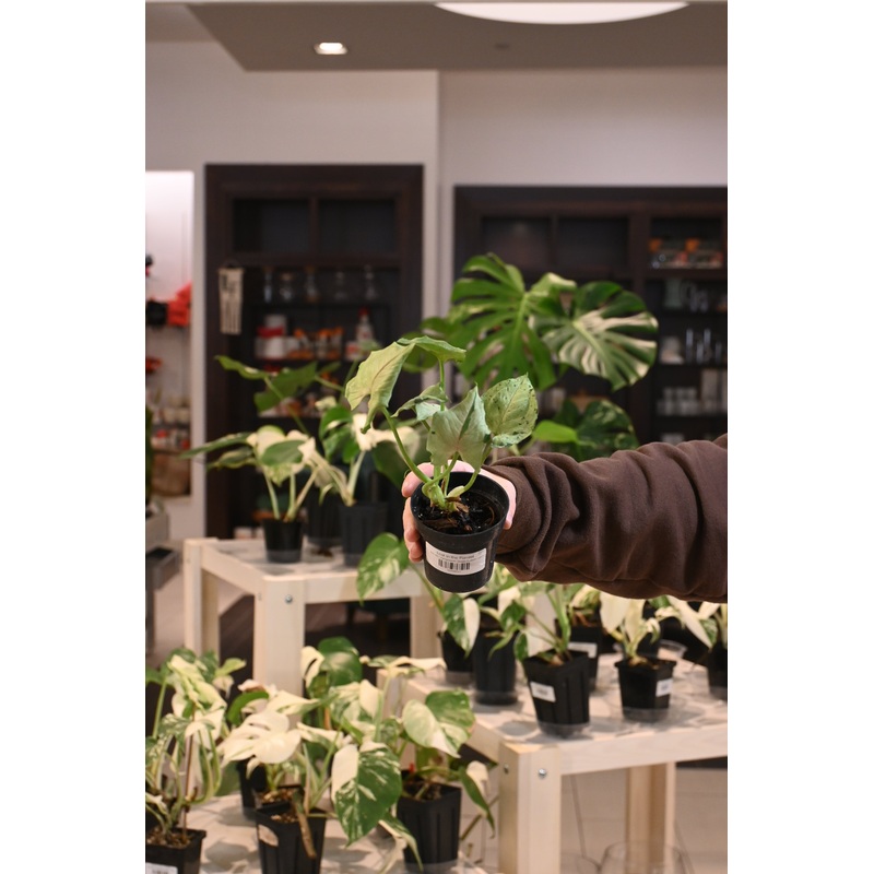 Syngonium Green Splash|3″