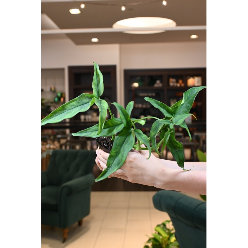 Syngonium Lance Leaf