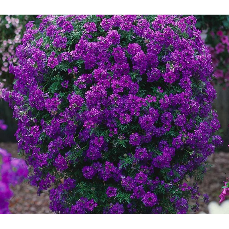 Verbena Samira Deep Blue (Trailing Habit) – 10.5cm Pot
