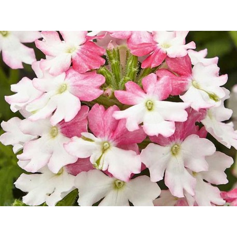 Verbena Samira Pink Wing (Trailing Habit) – 10.5cm Pot