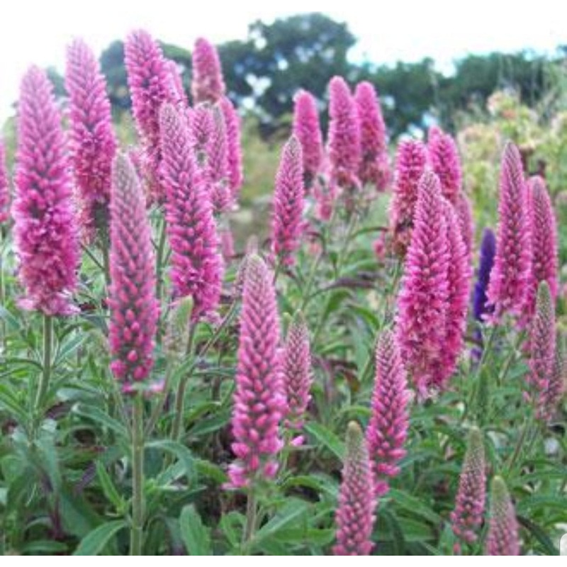 Veronica Heidekind (Spiked Speedwell) 1 Litre Plant