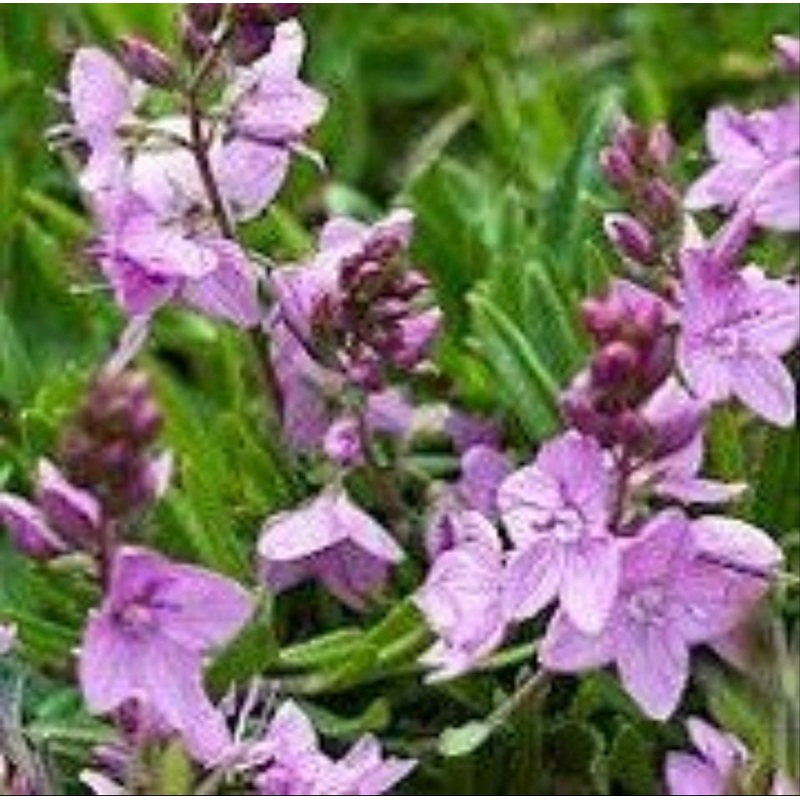 Veronica Lilac Time (Prostrate Speedwell) 1 Litre Plant