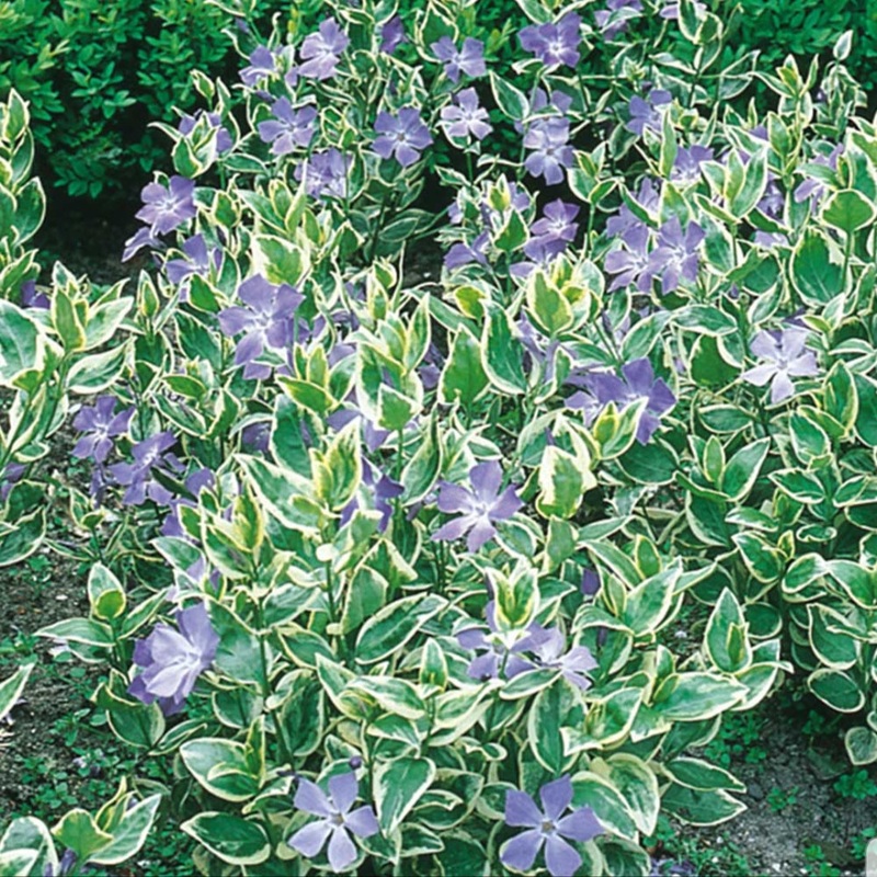 Vinca major Variegata – 2 Litre Pot