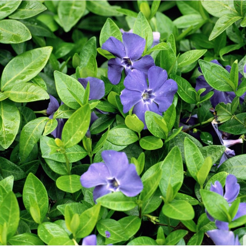 Vinca minor Bowles – 2 Litre Pot