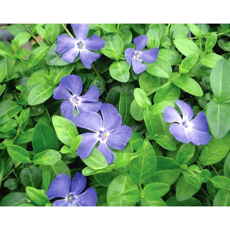 Vinca minor Moonlit – 2 Litre Pot