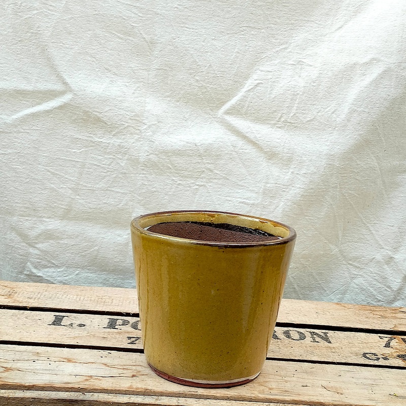 Yellow Curry Pot|Small 10cm|Medium 12cm|Large 14cm