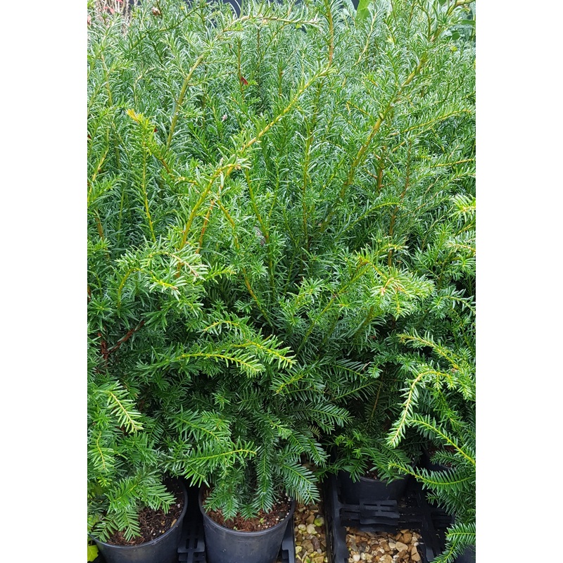 Yew – Taxus baccata x1