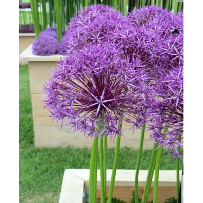 Allium Purple Sensation – 1 Litre Pot
