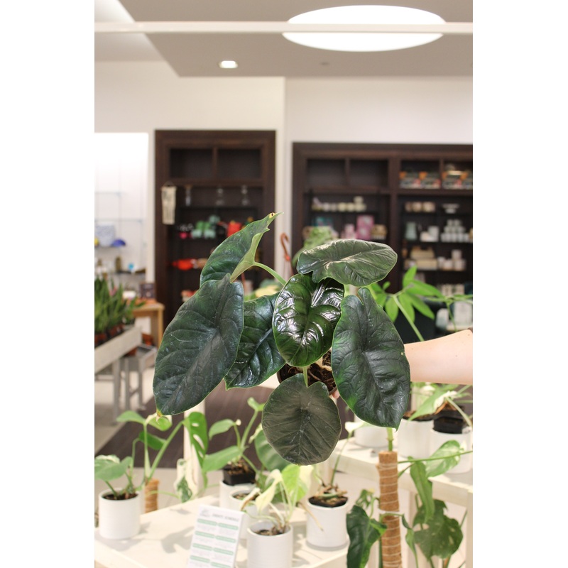 Alocasia Green Unicorn|4″