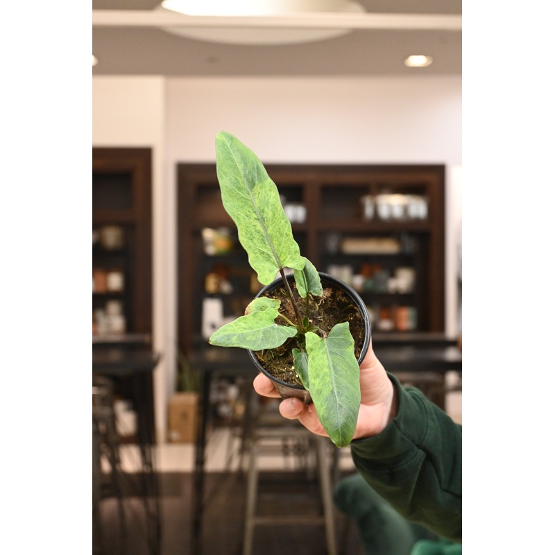 Alocasia Lauterbachiana Variegated