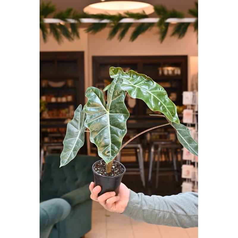 Alocasia Sanderiana|4″