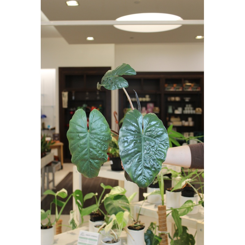 Alocasia Yucatan Mint|4″|4″ Reverted